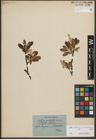 Foto von Salix helvetica Vill. x Salix waldsteiniana Willd.